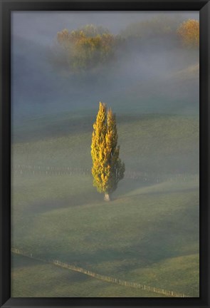 Framed Poplar Tree, Countryside, North Island New Zealand Print