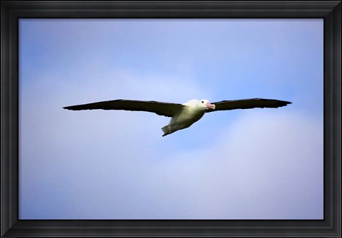 Framed Royal Albatross, Dunedin, South Island, New Zealand Print