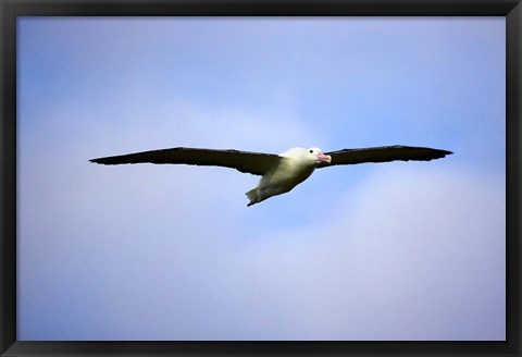 Framed Royal Albatross, Dunedin, South Island, New Zealand Print