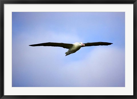 Framed Royal Albatross, Dunedin, South Island, New Zealand Print