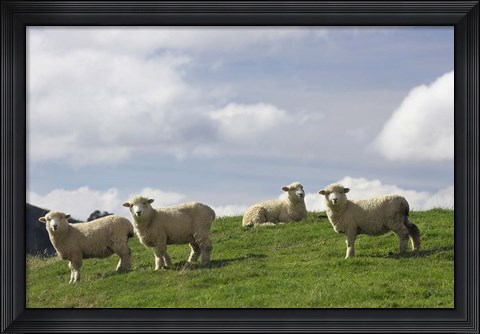 Framed Sheep And Farmland, Rangitikei District, Central North Island, New Zealand Print