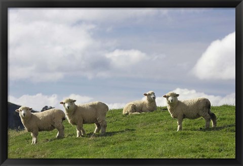 Framed Sheep And Farmland, Rangitikei District, Central North Island, New Zealand Print