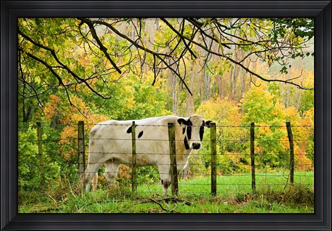 Framed Cow and Farmland, Taoroa Junction, Rangitikei, North Island, New Zealand Print
