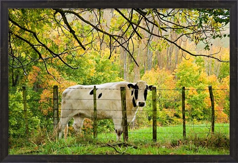 Framed Cow and Farmland, Taoroa Junction, Rangitikei, North Island, New Zealand Print