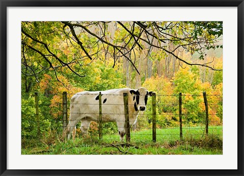 Framed Cow and Farmland, Taoroa Junction, Rangitikei, North Island, New Zealand Print