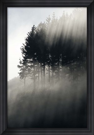 Framed Early Morning Mist and Trees, State Highway 4 near Wanganui, North Island, New Zealand Print