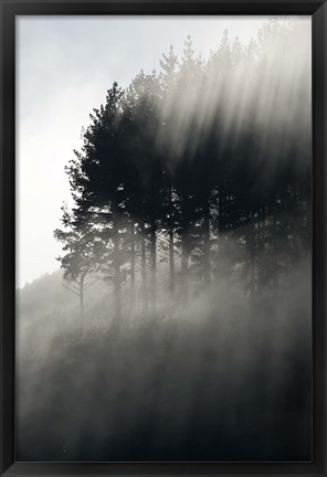 Framed Early Morning Mist and Trees, State Highway 4 near Wanganui, North Island, New Zealand Print