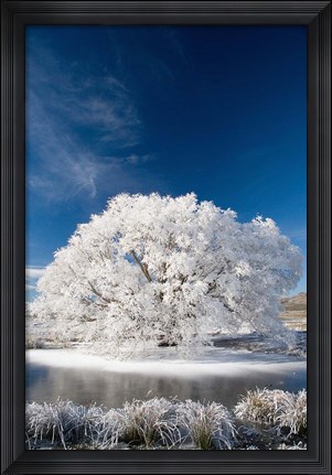 Framed Hoar Frost on Willow Tree, near Omakau, Central Otago, South Island, New Zealand Print