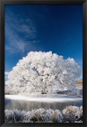 Framed Hoar Frost on Willow Tree, near Omakau, Central Otago, South Island, New Zealand Print