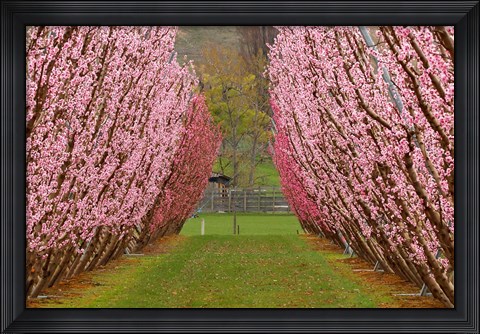 Framed Orchard in Spring, Cromwell, Central Otago, South Island, New Zealand Print