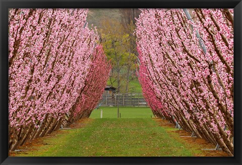 Framed Orchard in Spring, Cromwell, Central Otago, South Island, New Zealand Print