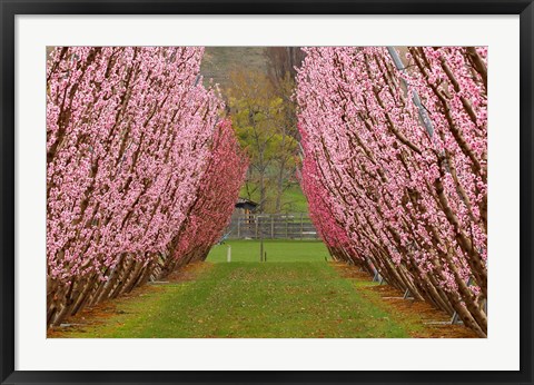 Framed Orchard in Spring, Cromwell, Central Otago, South Island, New Zealand Print