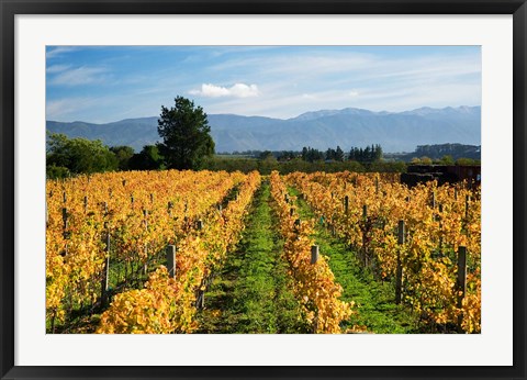 Framed Schubert Vineyard, Martinborough, Wairarapa, North Island, New Zealand Print