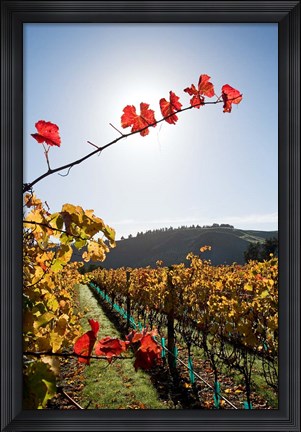 Framed Te Kairanga Vineyard, Martinborough, Wairarapa, North Island, New Zealand Print