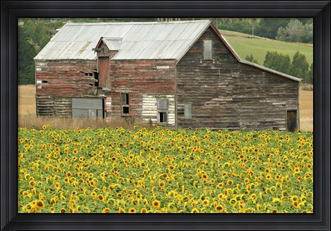 Framed Sunflowers and Old Barn, near Oamaru, North Otago, South Island, New Zealand Print
