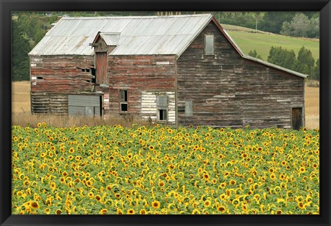 Framed Sunflowers and Old Barn, near Oamaru, North Otago, South Island, New Zealand Print