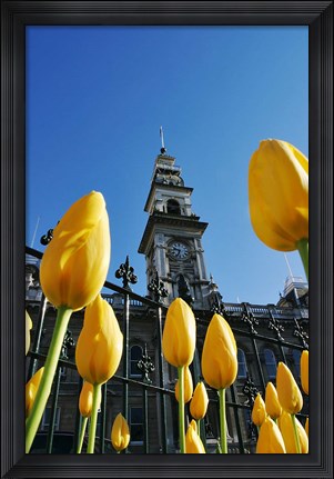 Framed Tulips and Municipal Chambers Clocktower, Octagon, Dunedin, New Zealand Print