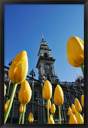 Framed Tulips and Municipal Chambers Clocktower, Octagon, Dunedin, New Zealand Print