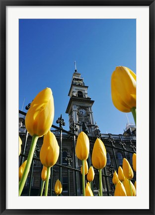 Framed Tulips and Municipal Chambers Clocktower, Octagon, Dunedin, New Zealand Print