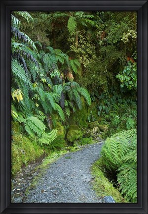 Framed Ferns and Path, Lake Matheson, South Island, New Zealand Print