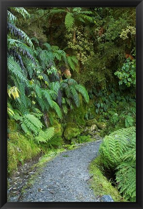 Framed Ferns and Path, Lake Matheson, South Island, New Zealand Print