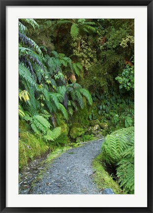 Framed Ferns and Path, Lake Matheson, South Island, New Zealand Print