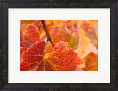 Framed Vine leaves, Domain Road Vineyard, South Island, New Zealand Print