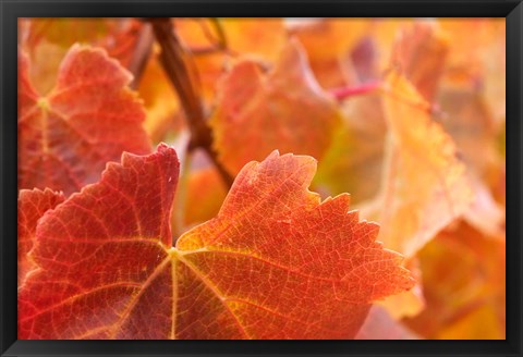 Framed Vine leaves, Domain Road Vineyard, South Island, New Zealand Print