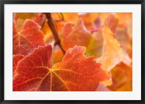 Framed Vine leaves, Domain Road Vineyard, South Island, New Zealand Print