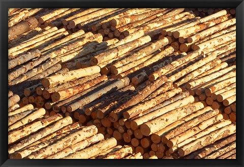 Framed Log Stacks, Marlborough Sounds, South Island, New Zealand Print