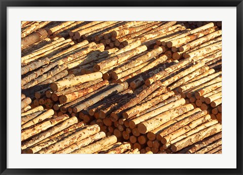Framed Log Stacks, Marlborough Sounds, South Island, New Zealand Print