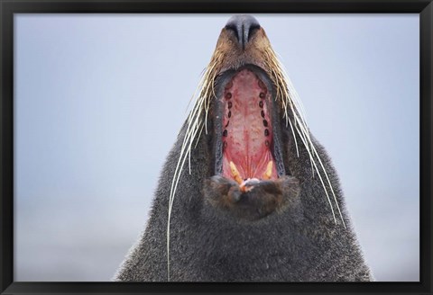 Framed New Zealand Fur Seal, Kaikoura Peninsula, New Zealand Print