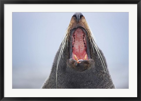 Framed New Zealand Fur Seal, Kaikoura Peninsula, New Zealand Print