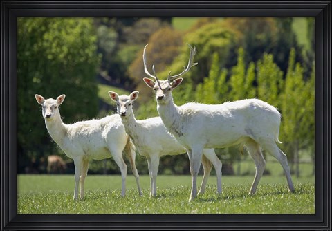 Framed White Fallow Deer, near Queenstown, Otago, South Island, New Zealand Print