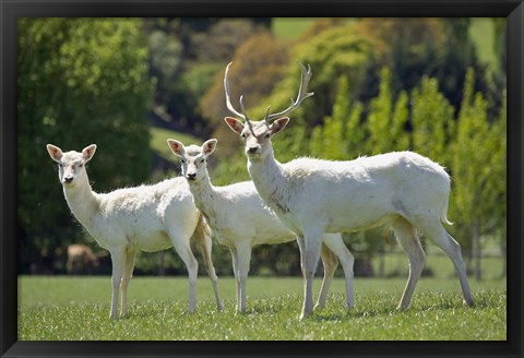 Framed White Fallow Deer, near Queenstown, Otago, South Island, New Zealand Print