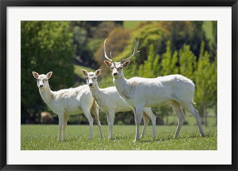 Framed White Fallow Deer, near Queenstown, Otago, South Island, New Zealand Print