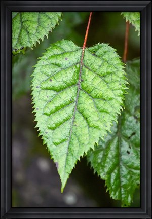 Framed Wineberry, West Coast, South Island, New Zealand Print