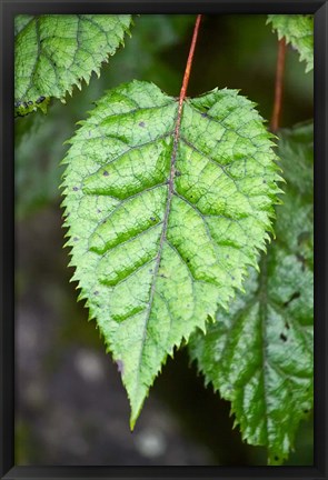 Framed Wineberry, West Coast, South Island, New Zealand Print