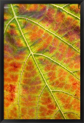 Framed Autumn, Domain Road Vineyard, South Island, New Zealand Print