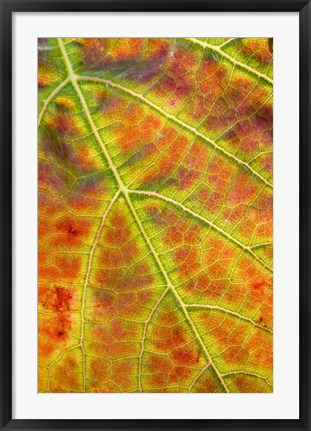 Framed Autumn, Domain Road Vineyard, South Island, New Zealand Print