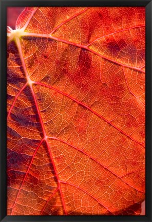 Framed Autumn leaf, Domain Road Vineyard, South Island, New Zealand Print