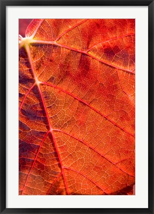 Framed Autumn leaf, Domain Road Vineyard, South Island, New Zealand Print