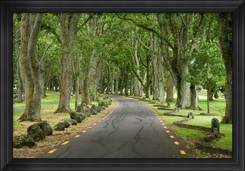 Framed Twin Oaks Drive, Paths, North Island, New Zealand Print