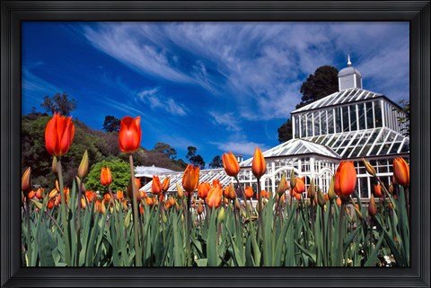Framed Winter Garden, Botanic Gardens, Dunedin, New Zealand Print