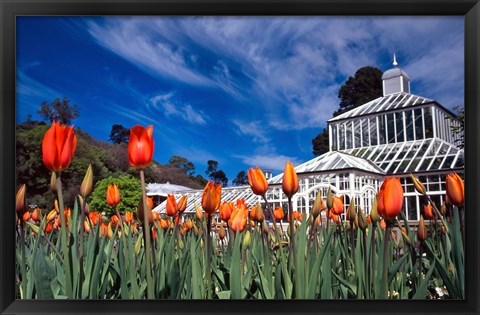 Framed Winter Garden, Botanic Gardens, Dunedin, New Zealand Print