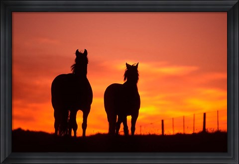 Framed Horses at Sunset near Ranfurly, Maniototo, Central Otago Print