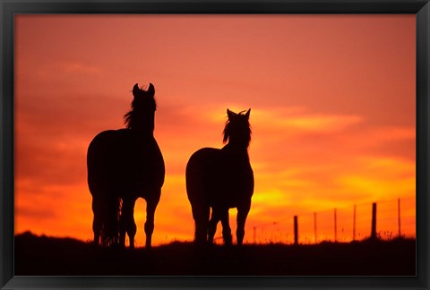 Framed Horses at Sunset near Ranfurly, Maniototo, Central Otago Print