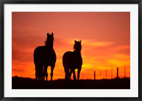 Framed Horses at Sunset near Ranfurly, Maniototo, Central Otago Print