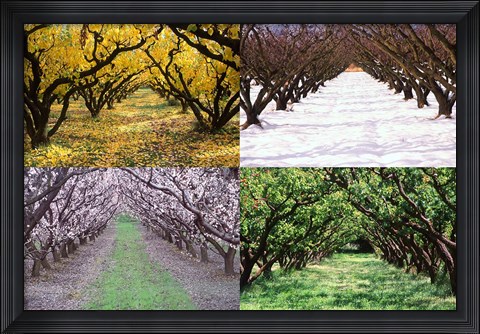 Framed Orchard through the Seasons, Central Otago, South Island, New Zealand Print