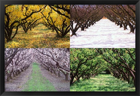 Framed Orchard through the Seasons, Central Otago, South Island, New Zealand Print